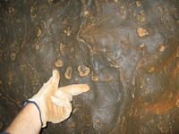 Fossils in Hennings Cave